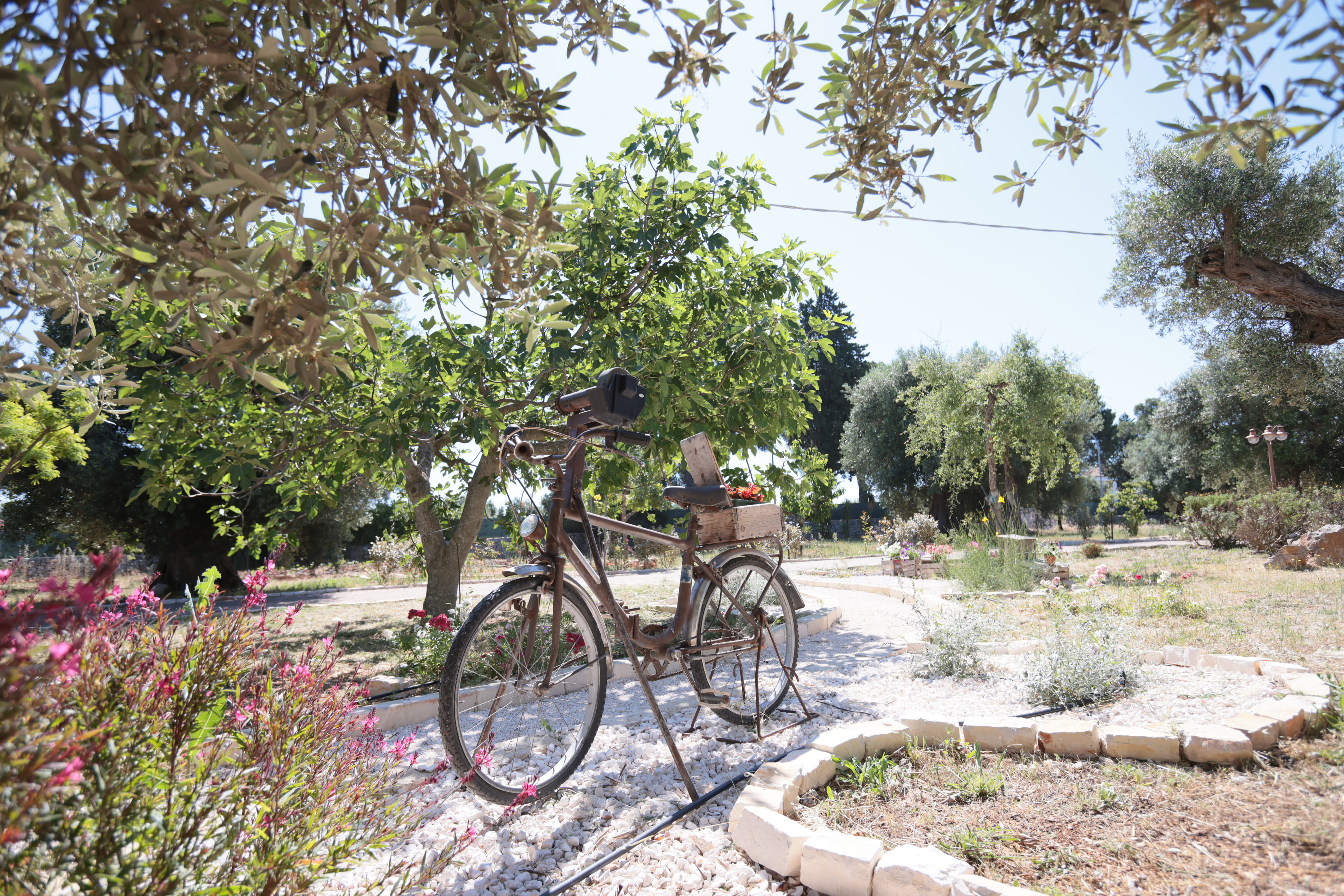 Bici